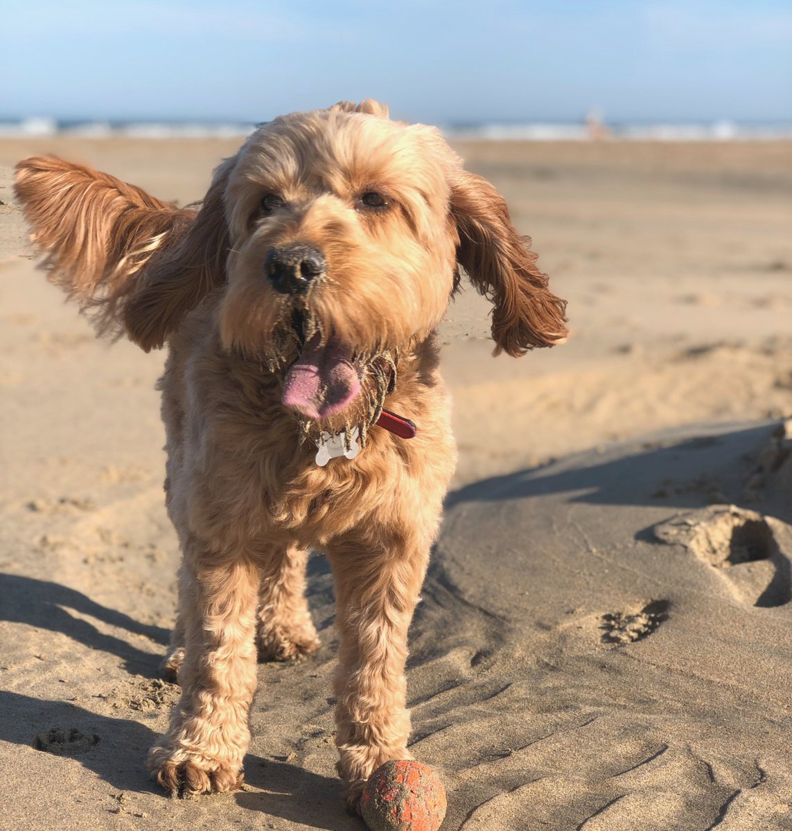 It's #LoveYourPetDay!

What better way to show your furry friend how much you love them than booking an exciting tail-wagging break!🐾
  
Browse our dog friendly breaks today bit.ly/2SQiODa

#loveyourpet #dogfriendly #petfriendly
