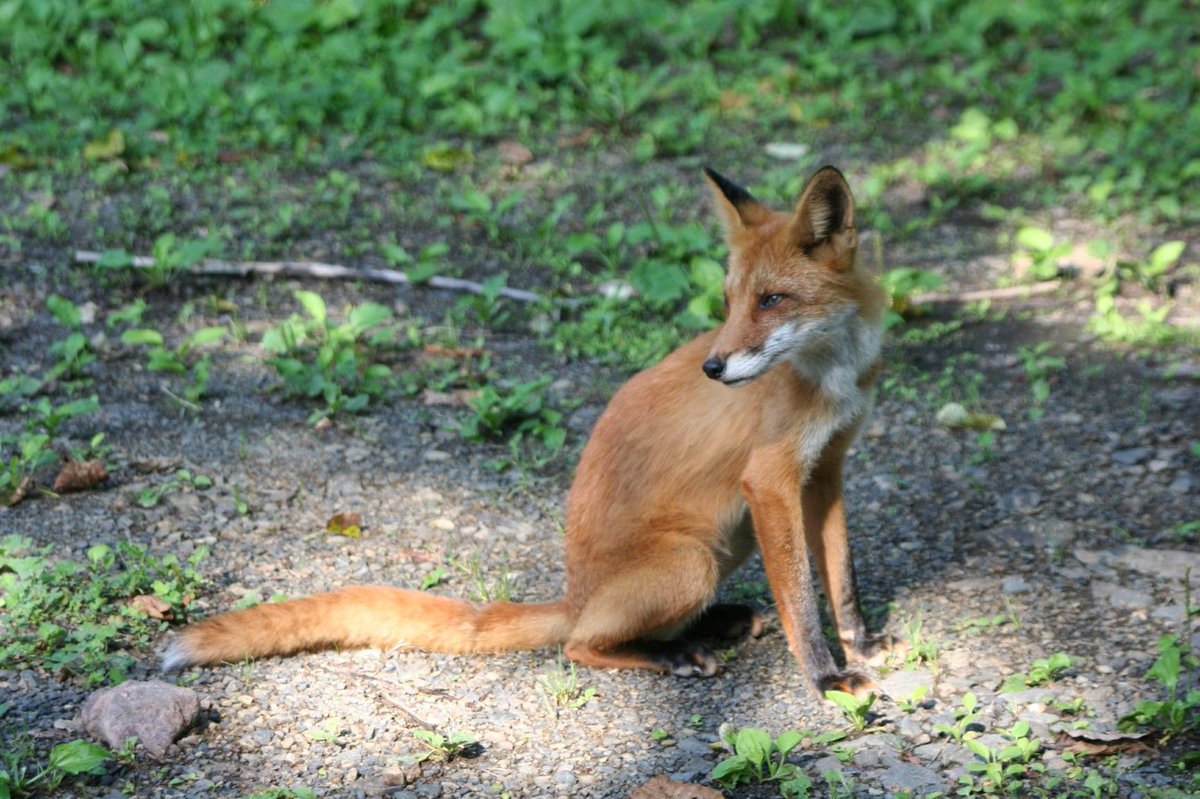 Biome バイオーム 公式 キタキツネ アカギツネの亜種です 人を怖がる様子もなく 近くに寄ってきました 動物 Animals 北海道 Hokkaido キツネ Foxes T Co 6afe2totvz Twitter