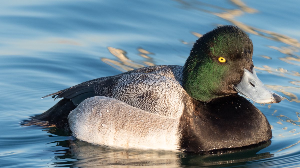 Chiezone 鳥 頭の構造色が最高 カモは最高 スズガモ Greaterscaup