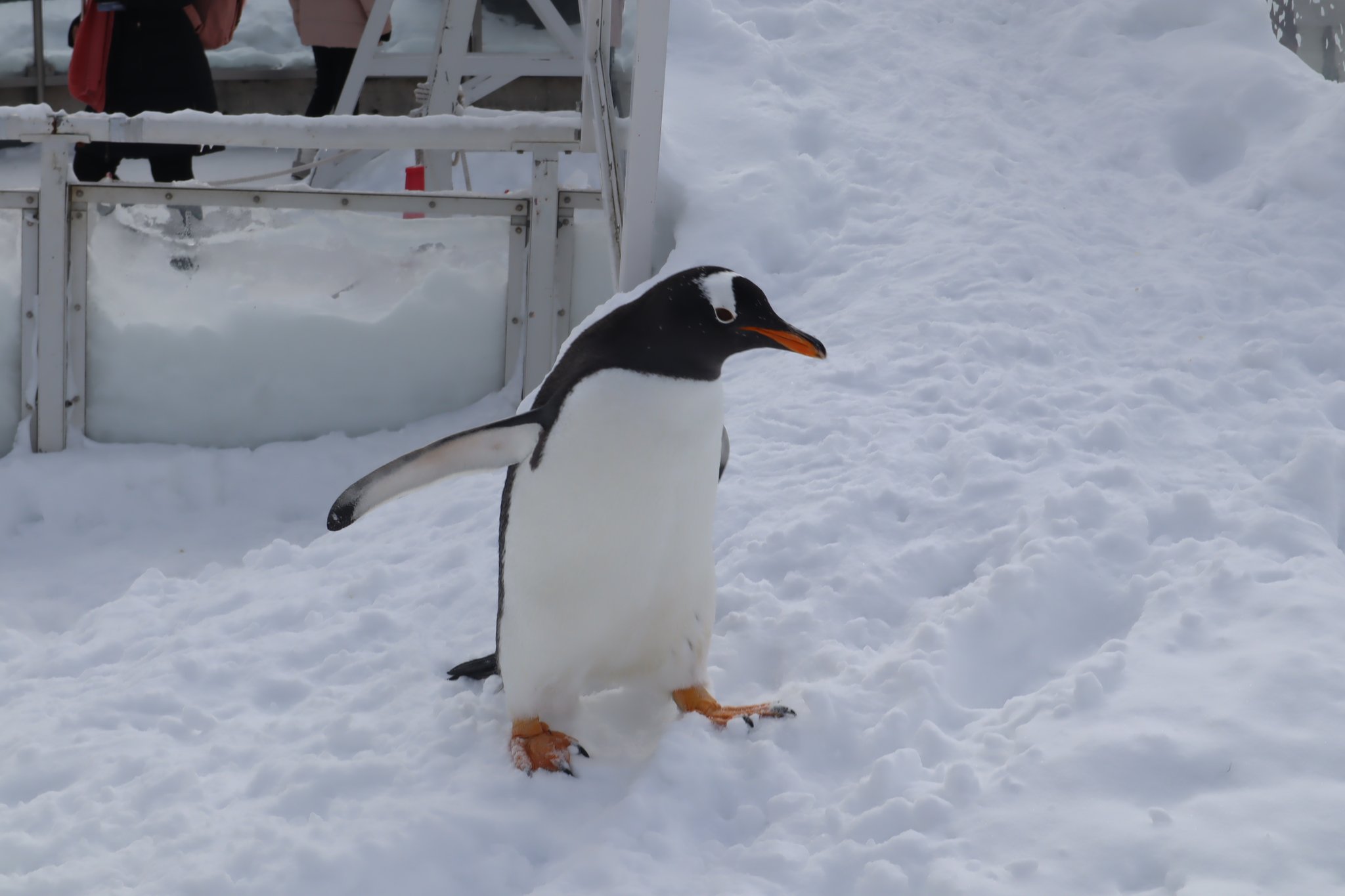 いこあっと ジェンツーペンギンかわいいよね 足が黄色いのこの子だけだからな