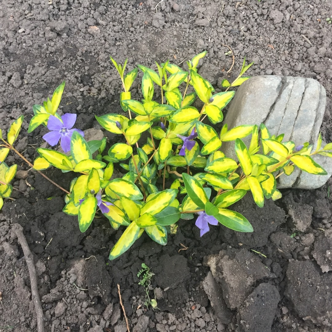 Барвинок Aureovariegata