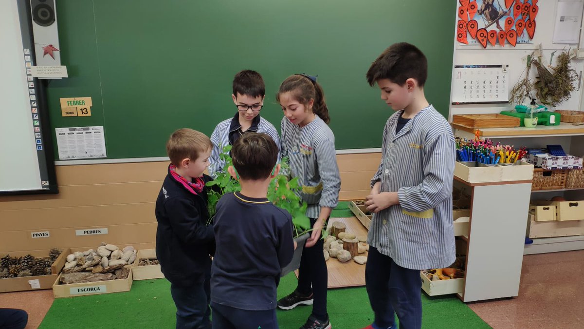 maristesbdn's tweet photo. Els alumnes de cicle inicial fan l'entrega als alumnes de 4t de les mongetes que van plantar a l'#ambient de Ca l'Arnús per a que aquests les plantin a l'hort. #maristesbdn #maristesara https://t.co/M5dcrjqH2G