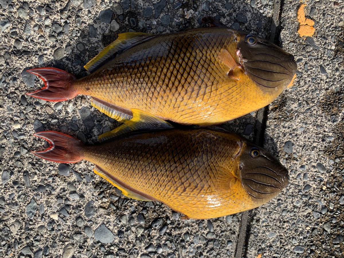 海達 八丈突いとく 写真撮り忘れた O O 黄色いカワハギが料亭で食べたことある味になった 激ウマでした 昨日半身食べて半身寝かせたら味が染みた今日のはヤバかった 八丈島 釣り 魚突き トミメの煮付け カワハギ レシピはコレ1本 うま 海達 八丈突いとく 写真撮り忘れた O O 黄色いカワハギが料亭で食べたことある味になった 激ウマでした 昨日半身食べて半身寝かせたら味が染みた今日のはヤバかった 八丈島 釣り 魚突き トミメの煮付け カワハギ レシピはコレ1本 うま