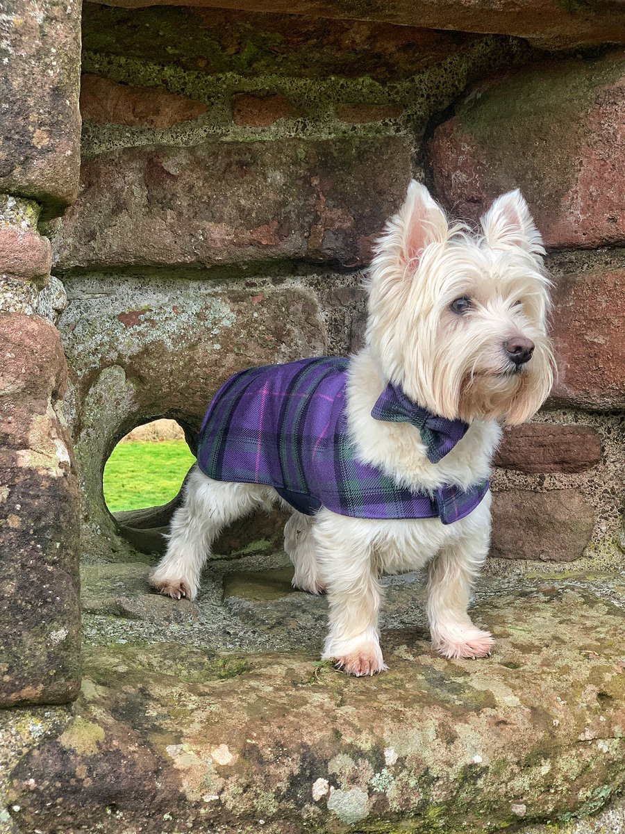 Theweewhitedug's tweet photo. When I visited @ButeFabricsLtd they gifted the boy a lovely piece of Stewart of Bute tartan made in their Rothesay mill. I knew the talented Dawn at @BowzosBowzo would be able to turn it into a dandy new outfit for the Wee White Dug. How handsome does he look? 😍 #scotland https://t.co/tlqNVW2Wu8