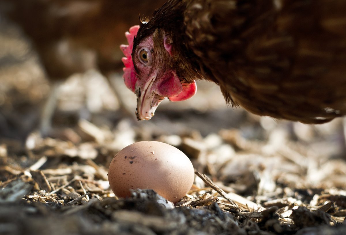 Immediate ban on eggs from caged hens as @Morrisons moves to free range only itv.com/news/central/2…