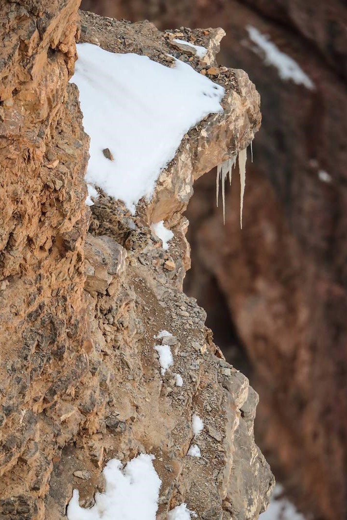 Can you spot the leopard?