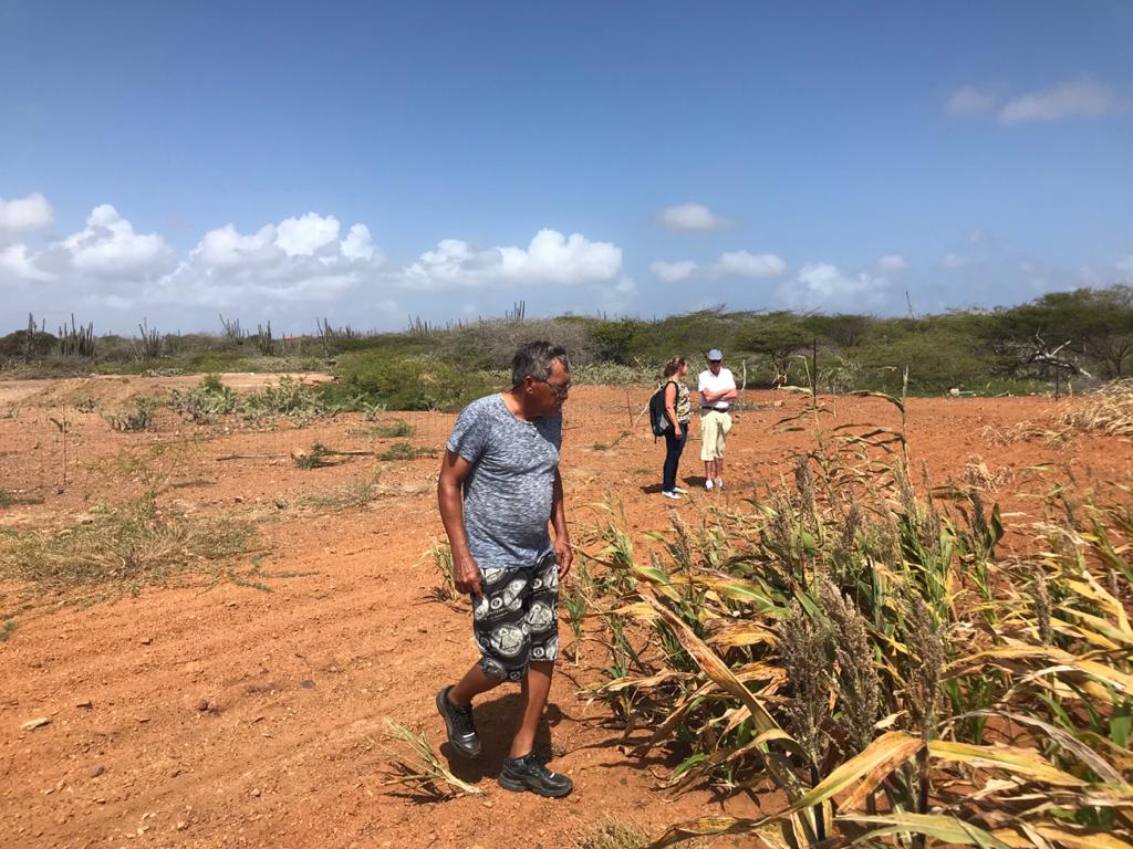 SaltFarmFoundat's tweet photo. We zijn weer terug op Bonaire om de eerste fase van ons kenniscentrum voor Zilte Landbouw-Bonaire op te zetten. Tijdens ons laatste bezoek aan Bonaire hebben we goede reacties gekregen van de lokale boeren. (1/2)

#bonaire #ziltelandbouw #kenniscentrum https://t.co/YOo5180cXY