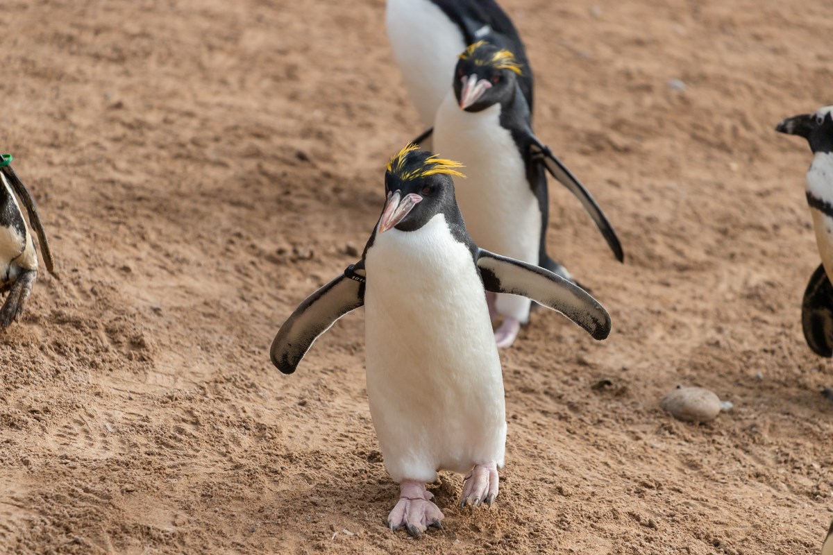 Our next attraction to recommend is Living Coasts, an all weather attraction, located on Torquay seafront just a 20 minute walk from us.🐧🐦🐟🐙 

#TLHhotels #Torquay #Torbay #Devon #DaysOut #LivingCoasts #Family #FamilyDaysOut #Attractions #Holiday #Hotels #Breaks