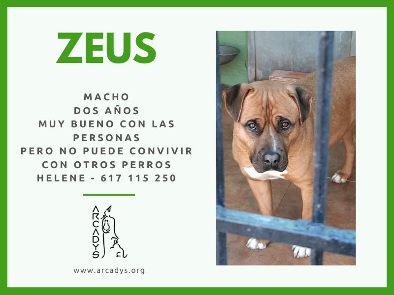 ¡¡Una familia para Zeus!! - arcadys.org/una-familia-pa…
