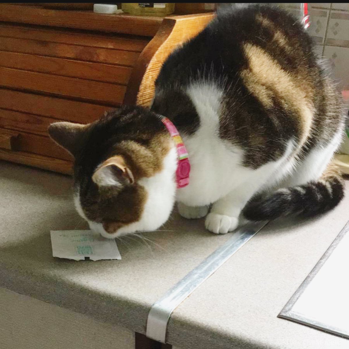 mistythemoggie's tweet photo. Does anyone else get weird around any kind of mint?? #minttea #WhiskersWednesday #HumpDay #WhiskerWednesday #catyoga #cat #HumpDay #happyhumpday #AdoptDontShop #catlife #cats #CatOfTheWeek #catlover #catproud #cutecat https://t.co/2m2PS4by4L