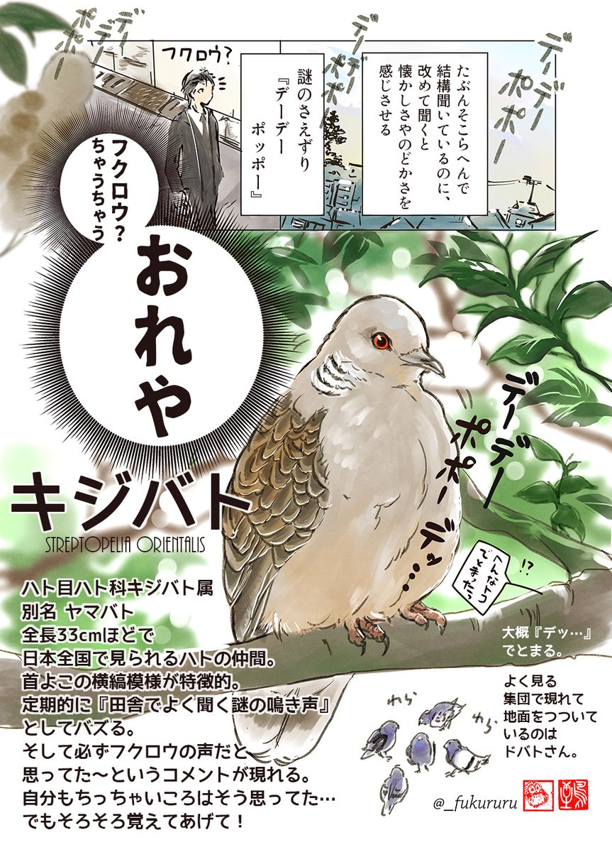 おまけ

🦊「この前フクロウっぽい鳥の声聞いたわー」
🦉「いいね!どこらへんで?」
🦊「冬休みに田舎帰った時…」
🦉「ほぅほぅ」
🦊「声は聞こえるけど姿は見えなくて…」
🦉(フクロウだ!)
🦊「朝方ホーホー⤵️ホッホー⤴️って」
🦉「それフクロウちゃう、キジバトや!」

https://t.co/alBko00RMO 