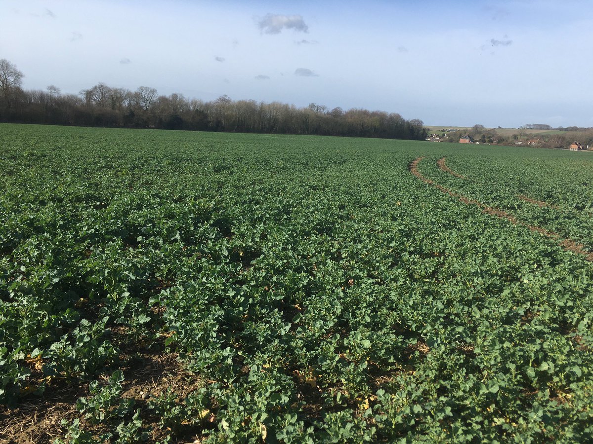 TAPAgronomy's tweet photo. ‘Proactiveness’ always pays off. A very small window back in January to apply Bifenox and this farmer has been rewarded for their efforts. OSR on the move following 1st small dose of N #teamwork #rewards #kent #OSRlife #onthemove 🦊👊🏼🌱😁 https://t.co/ewLtGNGJc9