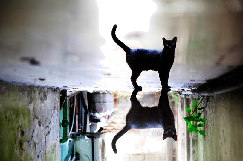 bodrum3535's tweet photo. El Gato Negro ( Black cat ) ,  Gilad Benari https://t.co/rRfvLDLagV