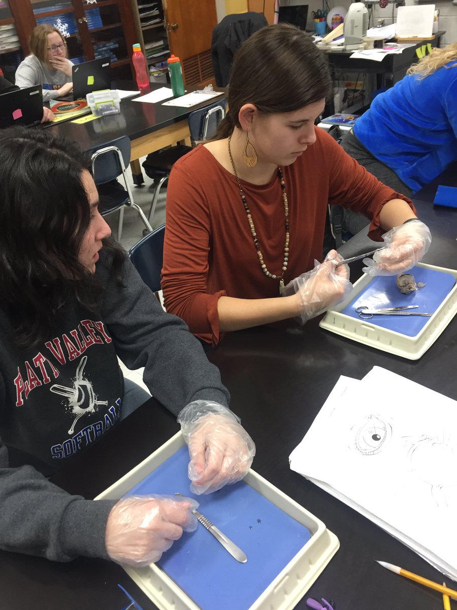 KaraHauber's tweet photo. Special senses of the Nervous system. What better way to learn then dissecting a sheep eye #A&amp;P. ⁦@JC123Eagles⁩ https://t.co/aWL3rl8qjI
