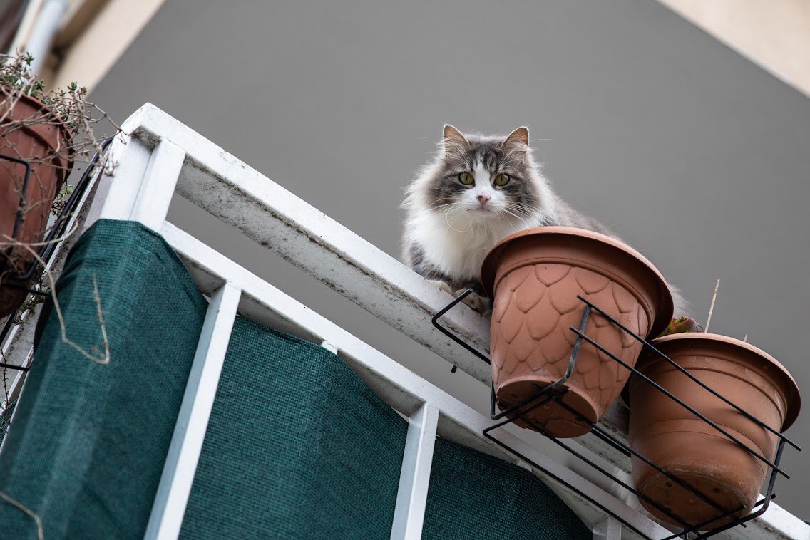 Sevim koş katil geldi...
Heybeliada
03.02.2020
#istanbul #turkey #streetphotography #photography #cat #photooftoday #life #travel #instagram #turkiyefotomuhabirleri #canon #canontürkiye #photojournalism #documentary #lensculture #magnumphotos #spicollective #reuters #gettyimages