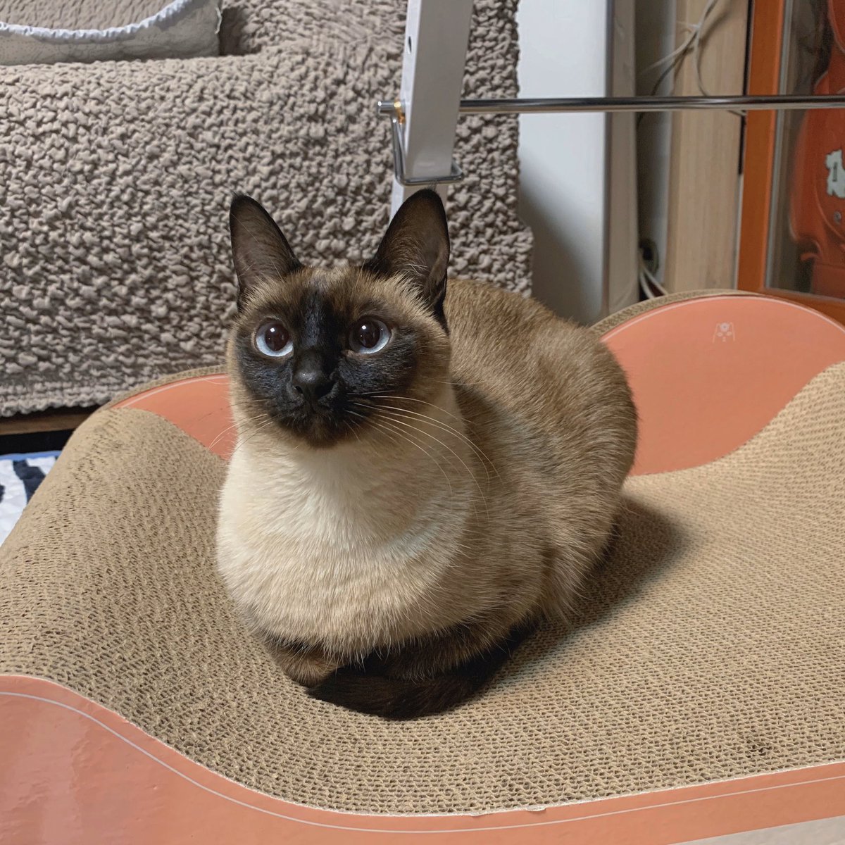 evechive's tweet image. 절세미묘에게 미묘 스크레쳐를 사주었더니 엄청 초롱초롱해졌다 만족하시는 듯