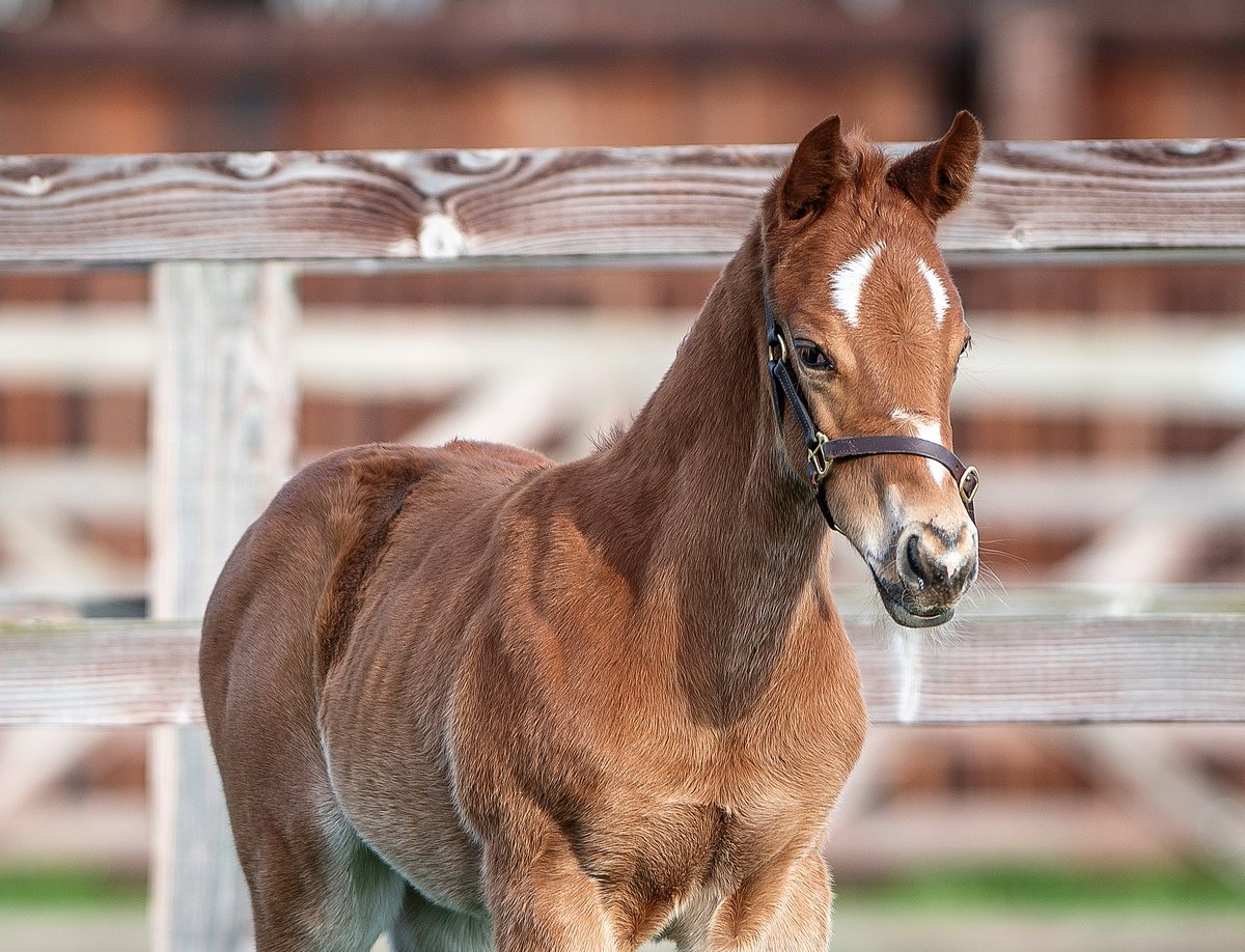 coolmorestud's tweet photo. Another showstopper of a foal by Sioux Nation!
This attractive colt is out of dual winner Volute & bred by SAS Le Thenney & Jean-Dominique Daudier de Cassini
#CoolmoreSires #Castlehyde #HomeOfChampions https://t.co/CNSgtm0BOI