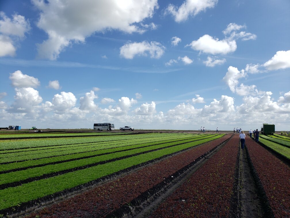 FLvegqueen's tweet image. beLEAF in the American Farmer! Touring a baby arugula and baby spinach field today. #puns #freshfromflorida #ffva #agriculture.