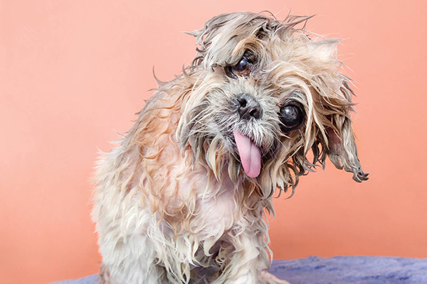 Sponge Brothers Car Wash & Lube on Twitter "Wet Dog Wednesday…