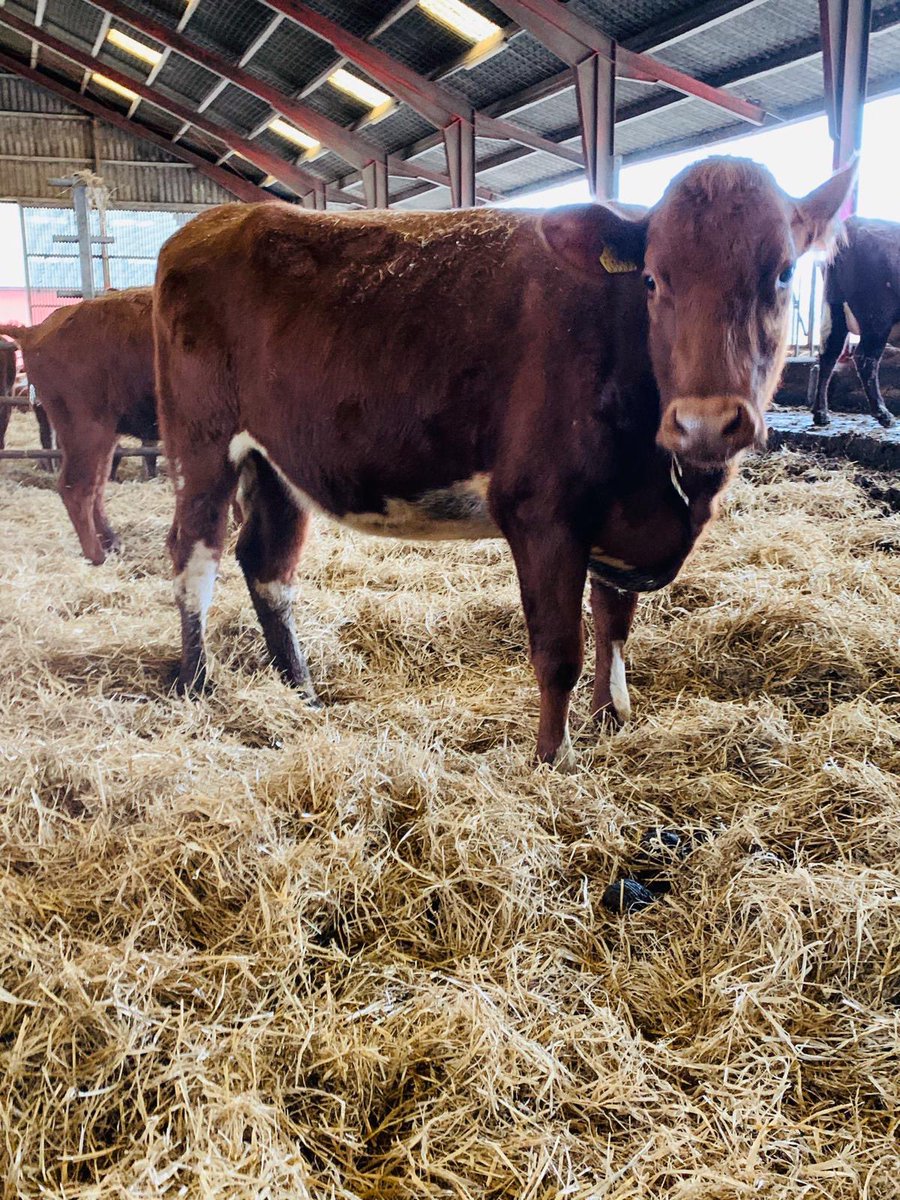 Ryann_Raisinhol's tweet image. ProCross Incalf heifers available very high health status TB free  call 0737542536 @MoffetLivestock @ProcrossCows #procross #dairy365 #teamdairy #crossbreeding #milk4profit #Dairy #cows
