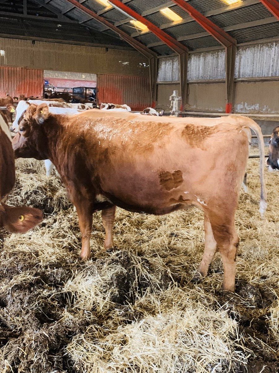 Ryann_Raisinhol's tweet image. ProCross Incalf heifers available very high health status TB free  call 0737542536 @MoffetLivestock @ProcrossCows #procross #dairy365 #teamdairy #crossbreeding #milk4profit #Dairy #cows