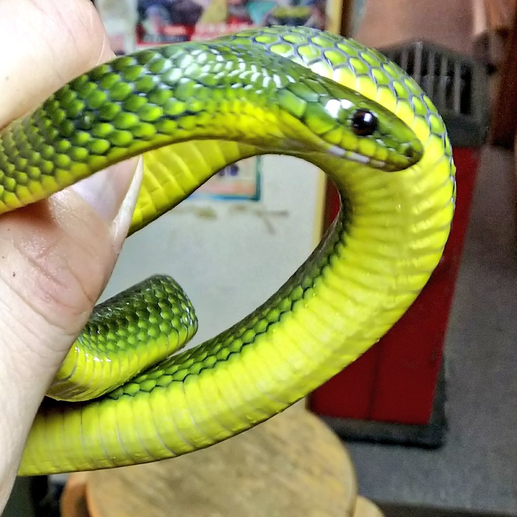 爬虫類 両生類専門店レプティリカス 客注品ですが 今回のリュウキュウアオヘビはかなり美しい これでミミズ食いでなければ 笑 緑色のヘビは海外産の印象が強いのですが 日本にもこんなに綺麗な緑色のヘビがいるのですよ 主食はミミズですが 笑