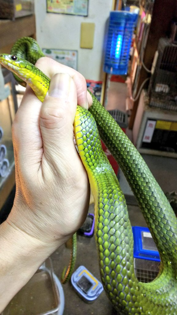 爬虫類 両生類専門店レプティリカス Auf Twitter 客注品ですが 今回のリュウキュウアオヘビはかなり美しい これでミミズ食いでなければ 笑 緑色のヘビは海外産の印象が強いのですが 日本にもこんなに綺麗な緑色のヘビがいるのですよ 主食はミミズですが 笑