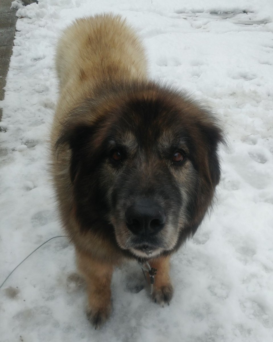 BusyBeeCritSit's tweet photo. Malcolm brings out the puppy dog eyes when it's time to head home
#puppydogeyes #fivemoreminutes #walktime #dogwalking #leonburger #guelphdog #guelphdogwalking #dogsofguelph #guelph #guelphbusiness #busybeecrittersitters #floof #floofboi #grizzlybear? https://t.co/wnRFoMhc6r