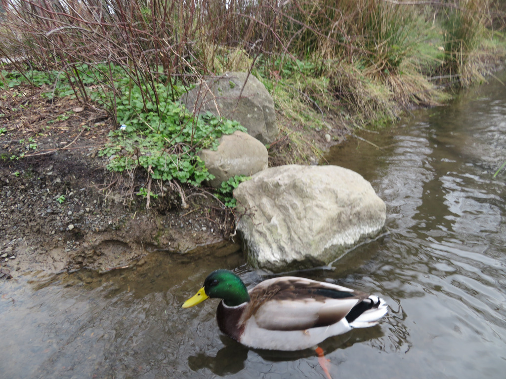 theindigoside's tweet photo. The Birds of Westmoreland Park https://t.co/kP2eKQMnP4 https://t.co/cTvigwZ2ym