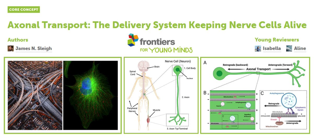 An accessible introduction to axonal transport for general readers, by @J_N_Slayer (@UCLIoN/@uclnpp), in @FrontYoungMinds (reviewed by two 12 year olds interested in science)

kids.frontiersin.org/article/10.338…

#nervecells #neurons #axons #neuroscience #humanbody #humanbiology #medicine