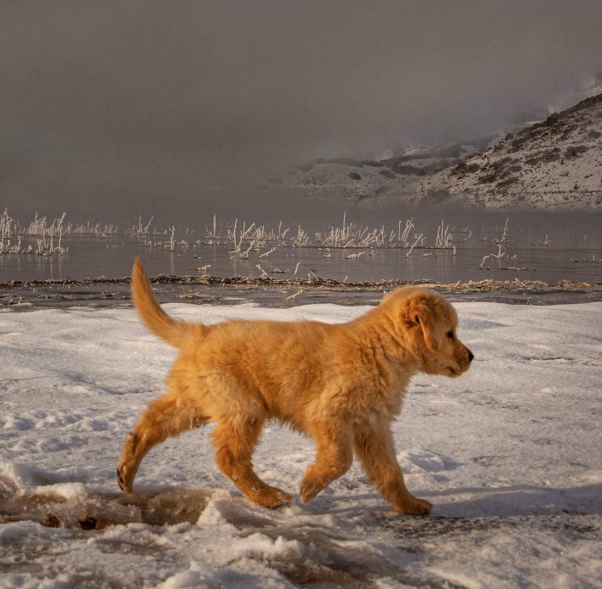 dog_rates's tweet photo. This is Kicker. Nobody told him the ice would be so slippery. As soon as he got pupright he slipped again. 12/10 someone help him https://t.co/A4bL3Bv8pf