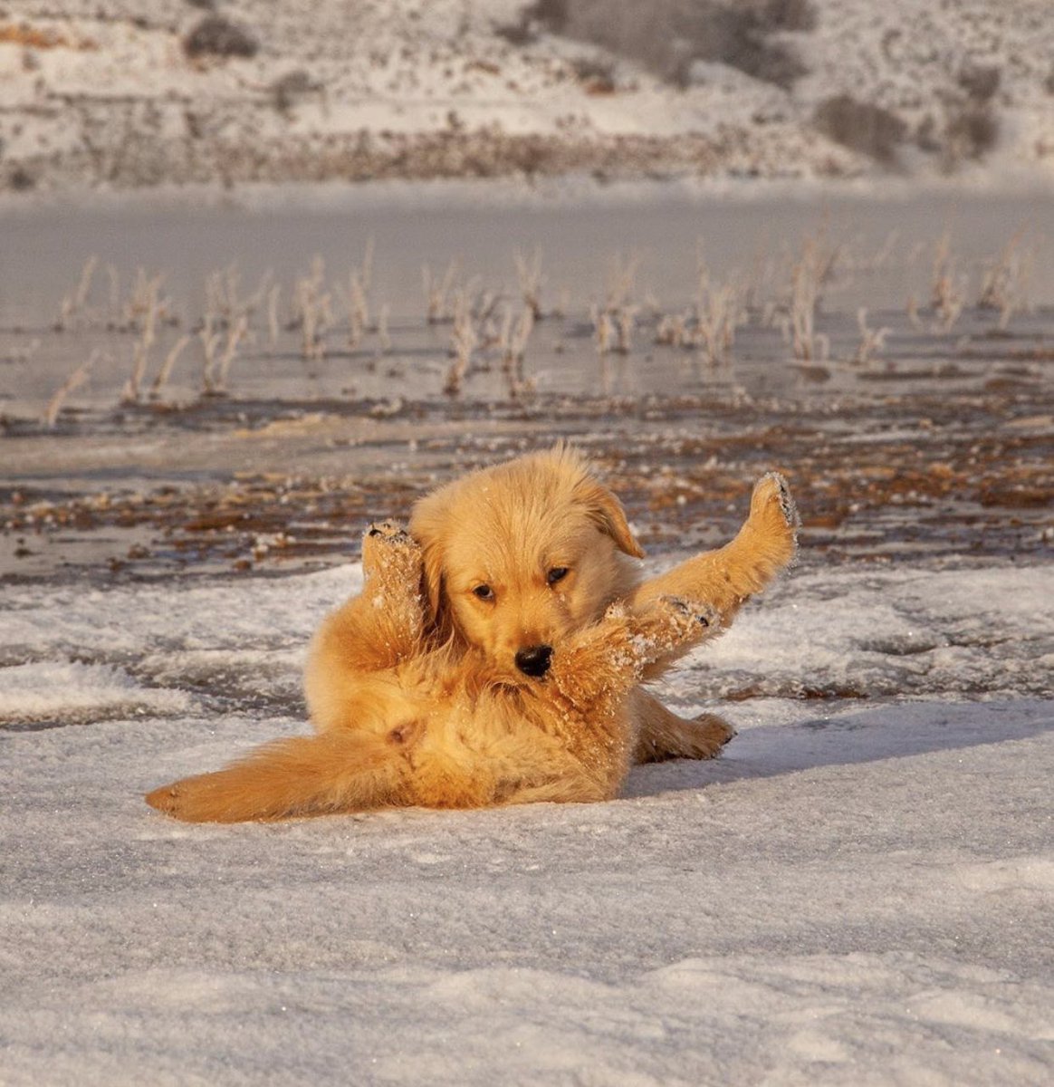 dog_rates's tweet photo. This is Kicker. Nobody told him the ice would be so slippery. As soon as he got pupright he slipped again. 12/10 someone help him https://t.co/A4bL3Bv8pf