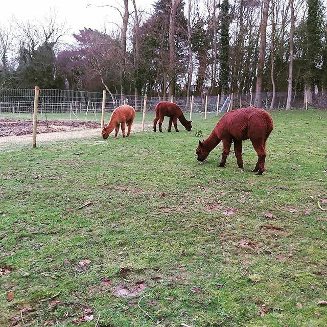 Lemmy,  Bowie & Freddy are enjoying their newly fenced field!! Yay for grass and no mud!! .
.
.
.
.
.
#Bumblebarn #alpacas #alpacalove #alpacasofinstagram #alpacaexperience #alpacatrekking #alpacasinnorfolk #fencing #hardatwork #selfemployed #wahm #team ift.tt/37GP80T