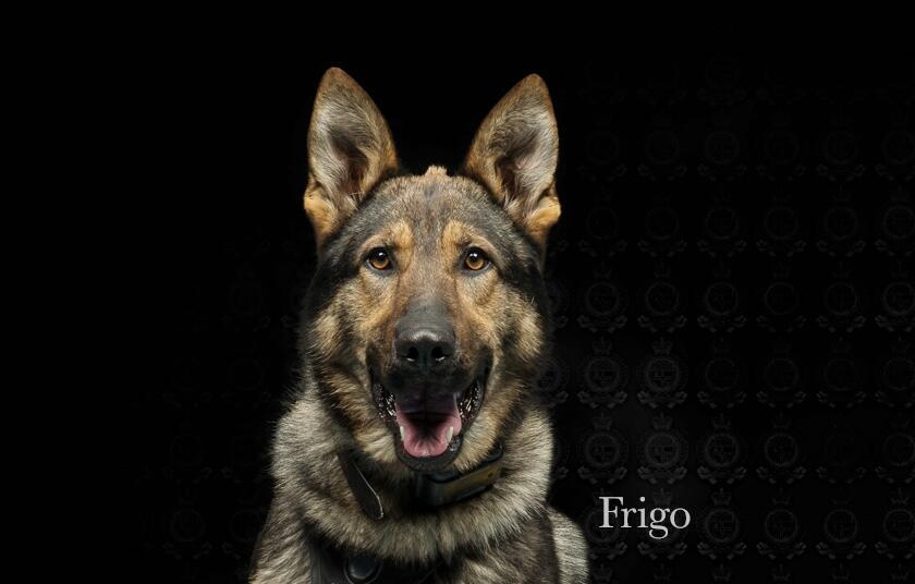 Shout out to PSD Frigo and the rest of the K9 unit who were on training. K9 Unit located vehicle after car jacking and arrested 2. K9 unit tracked outstanding suspect and the rest of us helped on containment. #tuesdaytrainingday #youcanrunbutyoucanthide