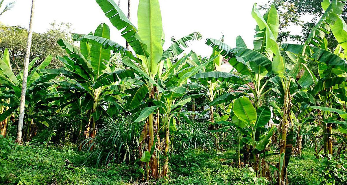 FarmRadioFM's tweet photo. Tanzania: Farmers increase income and knowledge by farming in groups https://t.co/HLvthmDTVq #Farmergroups #Farmerstories https://t.co/iKY7iw2zTt
