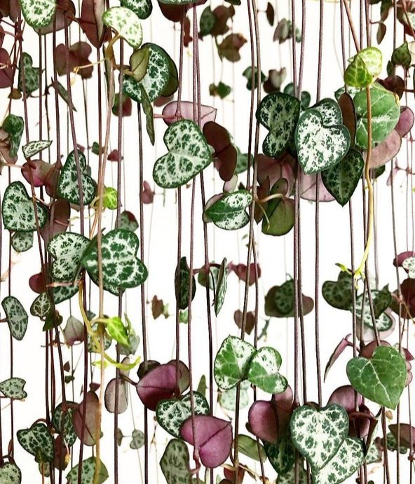 자신만의 독특한 어법을 지닌 
사람은 매력적이다. 그 잎과 줄기를 
따라가다 보면 사랑하게 된다.