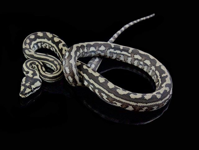 EBMorelia's tweet photo. Julatten jungle. These are such cool snakes. I still can’t believe I’m actually working with them! https://t.co/ySwQtiN7bt https://t.co/TkwmrNaBMS