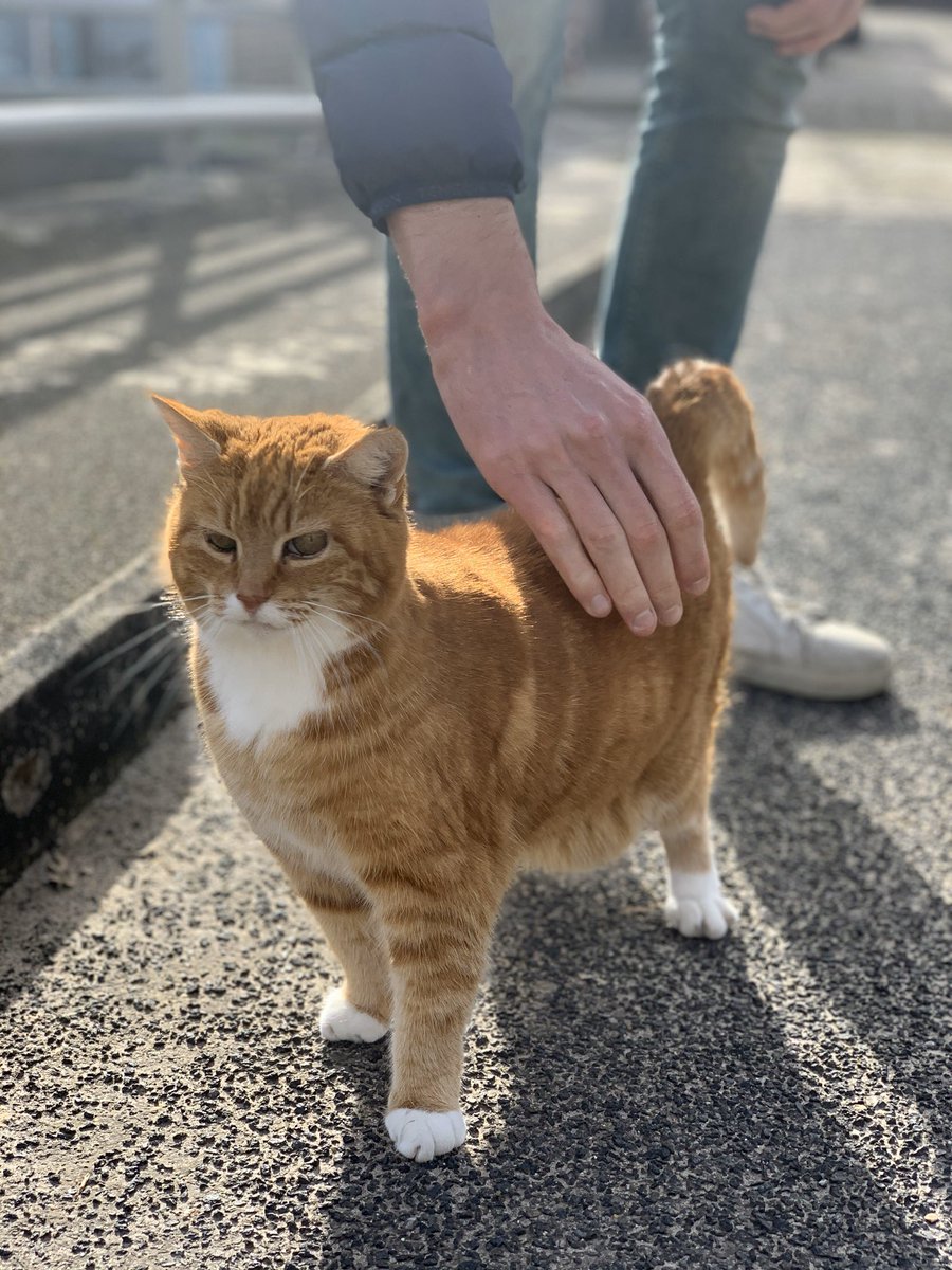 mooncat10's tweet photo. 잠깐 산책 나갔다가 붙임성 너무 좋은 고영친구 만나서 당황함ㅋㅋㅋㅋ https://t.co/Wzczoj7HEY