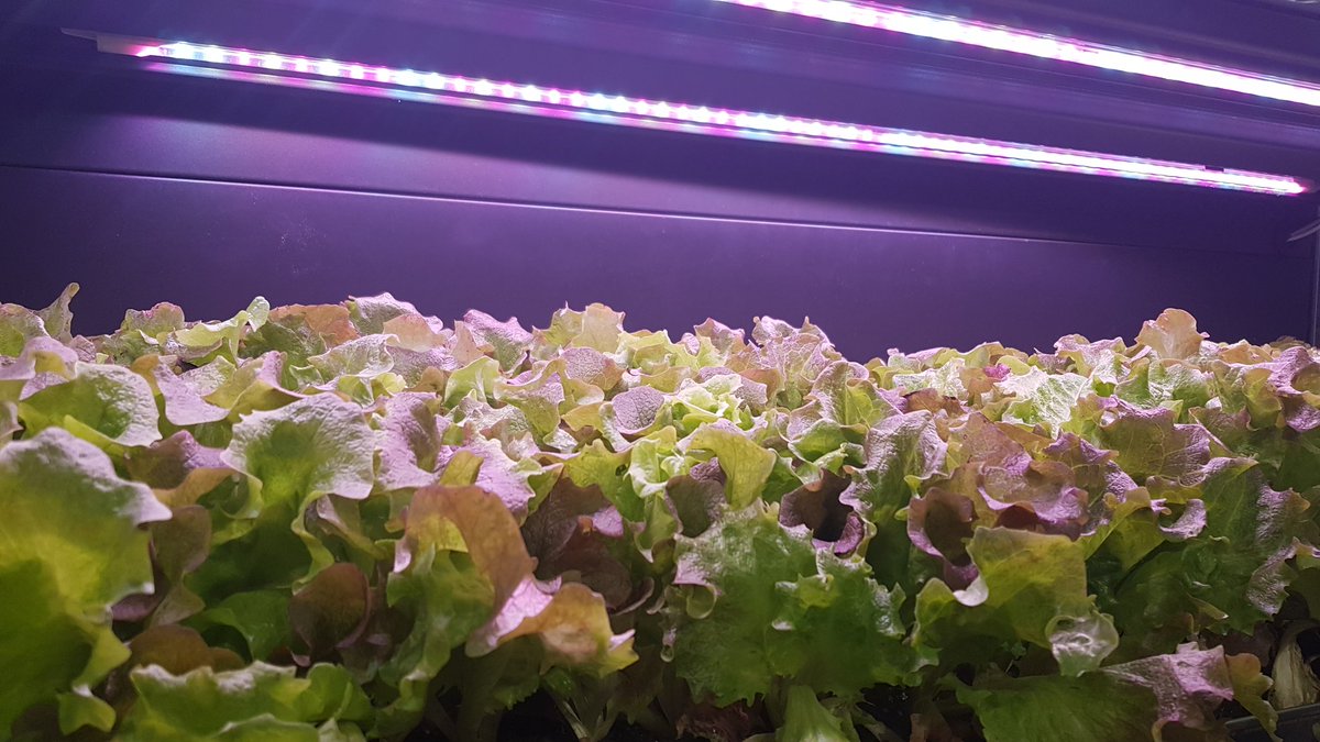 FreshPointMag's tweet photo. #verticalfarming in store
con grow unit di insalate
e #microgreens

Diverse le novità nelle soluzioni
che @wearecefla 
ha presentato @EuroShop 

#staytuned per la videointervista su #fpmag https://t.co/6aYFH1Q3Wg