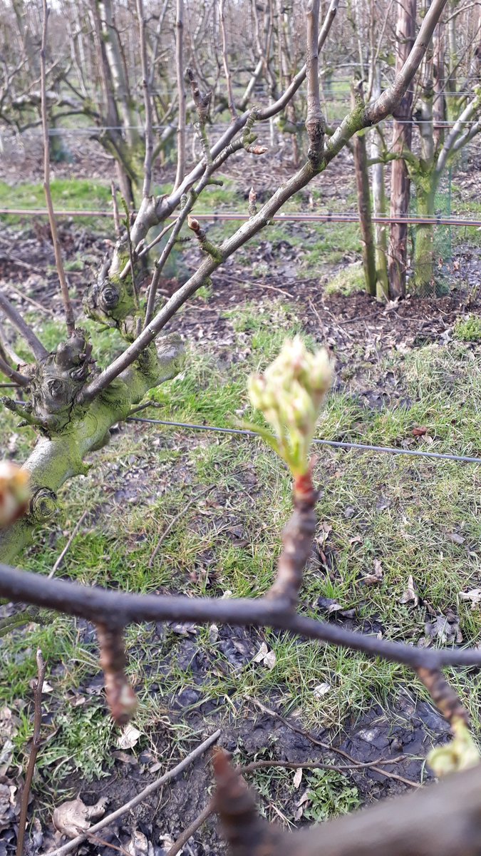 De peren hebben er zin in!