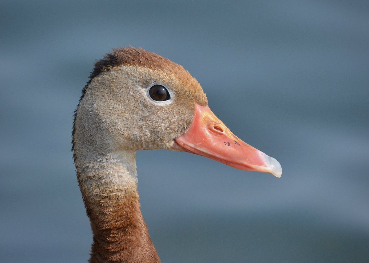 setophaga_fusca's tweet photo. Black-bellied Whistling-Duck at the #Leamington marina in the summer. Such a fun bird to watch and listen to. 

@ROMtoronto #ROMwpyON #BBWD https://t.co/BJebXWGvxz