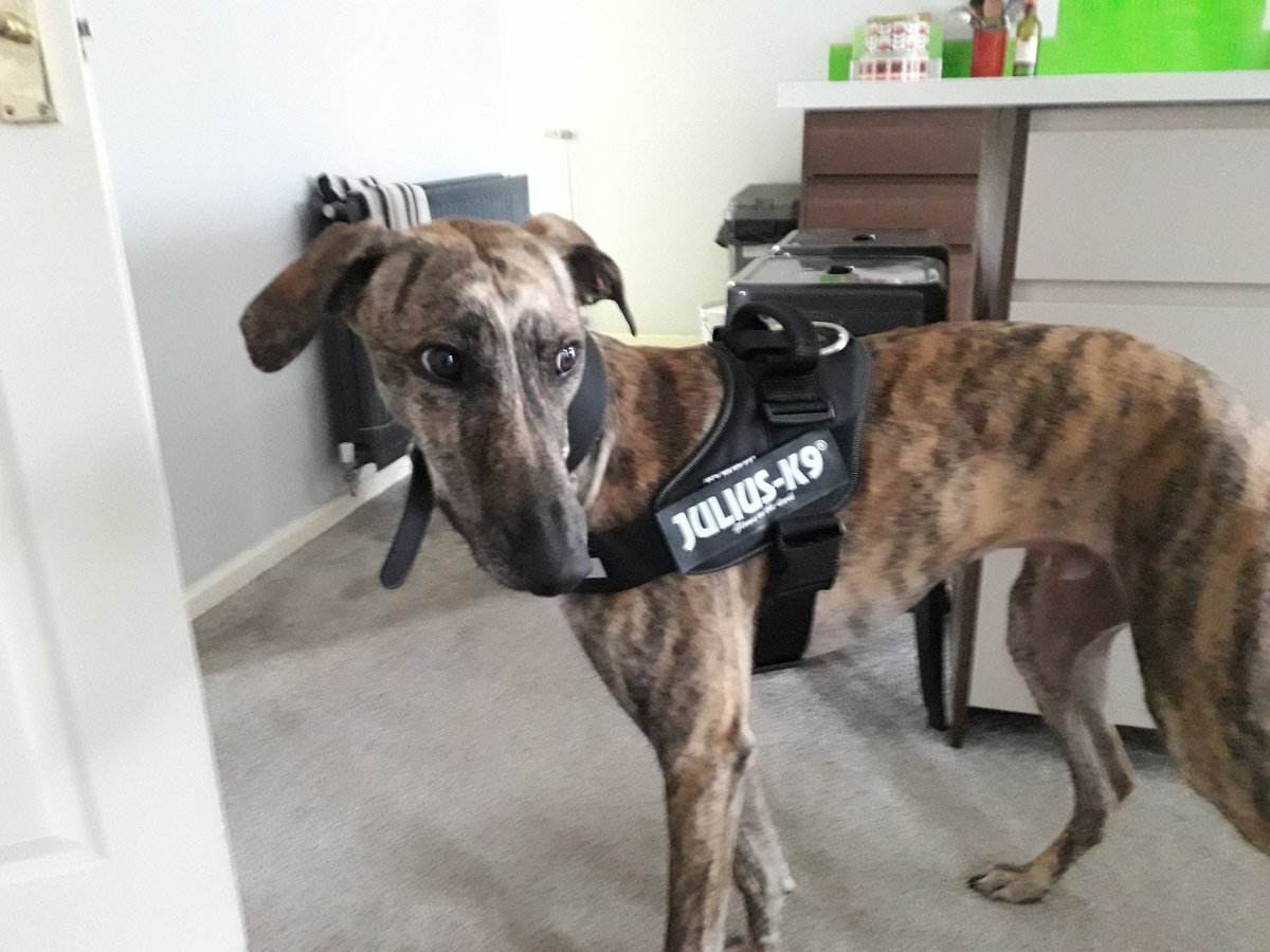 hugopooch's tweet photo. Today we are #models in our new #juliusk9uk #powerharness #dogsoftwitter #staffie #lurcher #AdoptDontShop https://t.co/G05t6Fwucc
