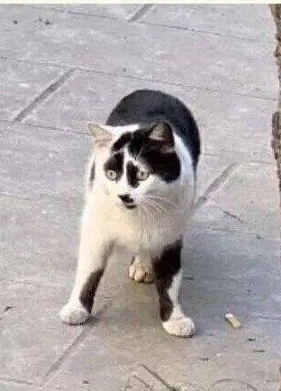 GoodHunter9's tweet photo. Gosh this kitty, looks like it's keep saying ‘What the heck?’ https://t.co/23OrZHLTAl