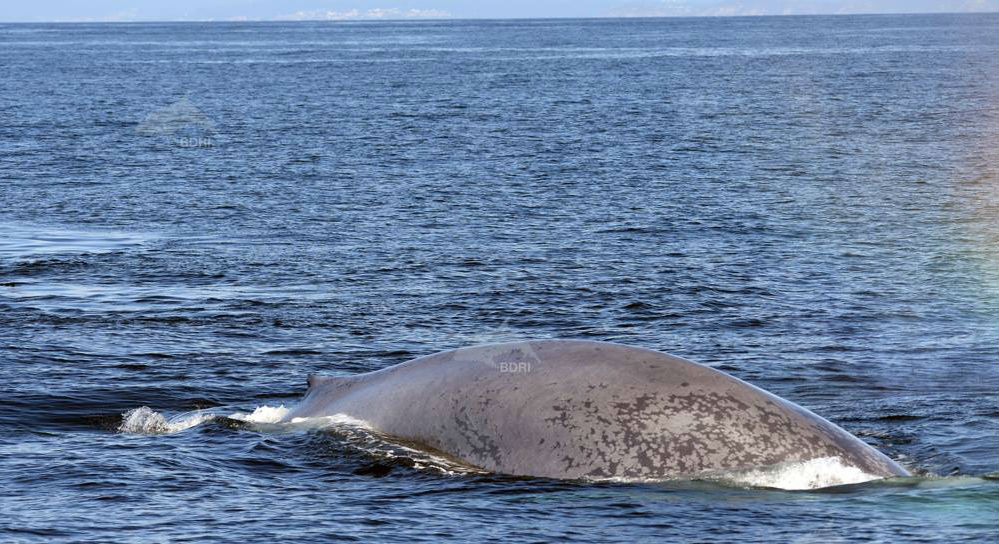 Balaenatur: un proxecto para coñecer mellor a balea azul en Galicia gciencia.com/mar/balaenatur…