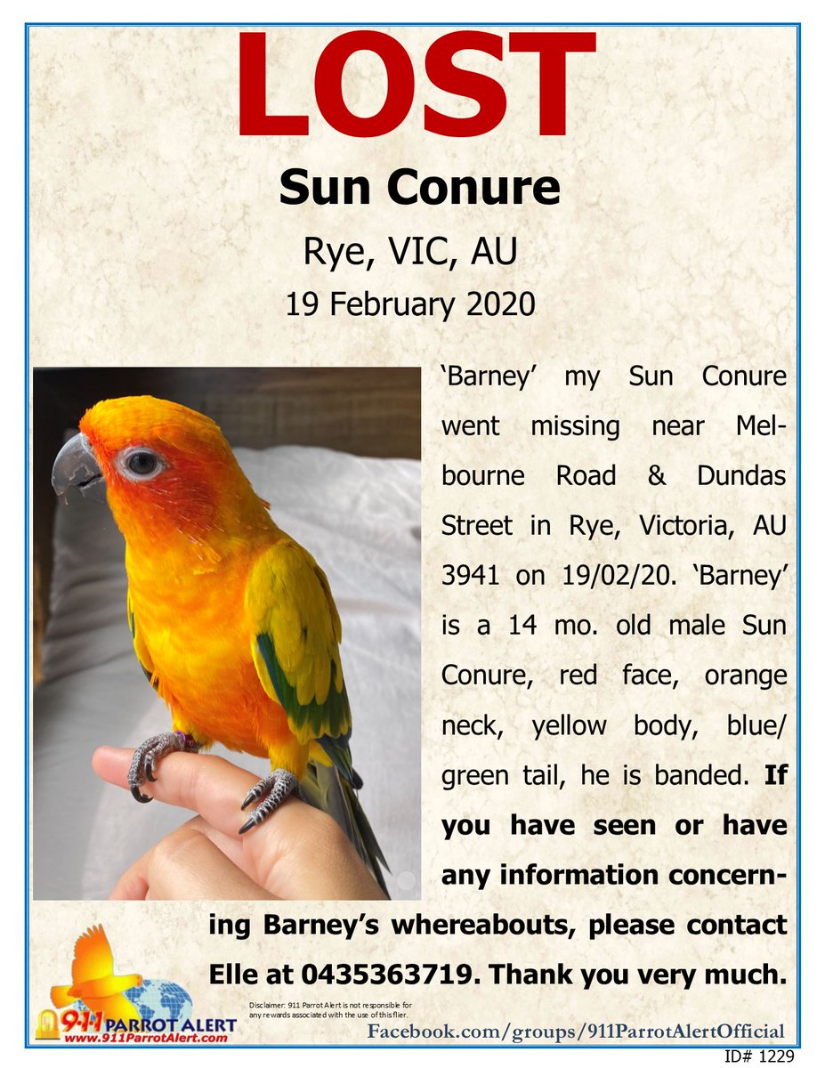 911ParrotAlert's tweet photo. LOST - SUN CONURE, 19 FEB, 2020, "BARNEY" MELBOURNE RD / DUNDAS ST, RYE, VIC, AUSTRALIA 3941

FB Post: https://t.co/NuvYd0EO45

#911parrotalert #lostbird #lostparrot #lostsunconure #lostconure #lostbirdau #lostparrotau #lostconureau #rye #Victoria #VIC #AU #Australia #lostbirds https://t.co/zxdVvs9wPW