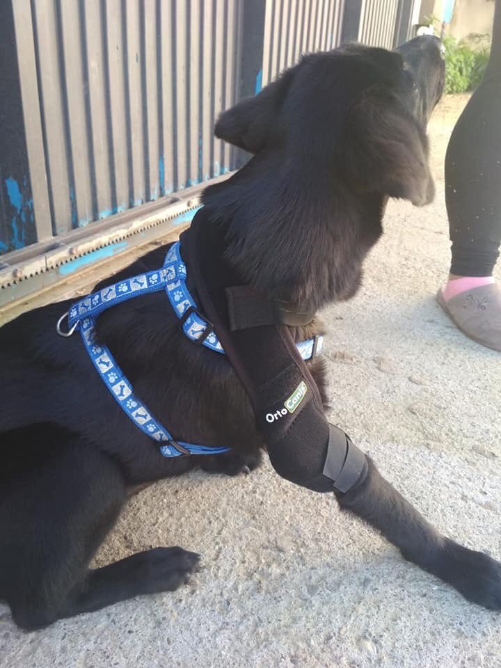 ALBÓNDIGA ENSALSA 💜
Ayer estuvimos traumatólogo. Le han dejado colocada la ortodesis del codo y en dos meses volver a q le revisen. Con respecto a la silla tendremos q esperar un poco ya que debido a su minusvalía su desarrollo es mas lento y le queda un pelín alta.