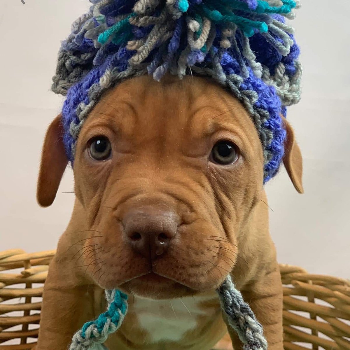 LCPitCrew's tweet image. Adorable adoptable!