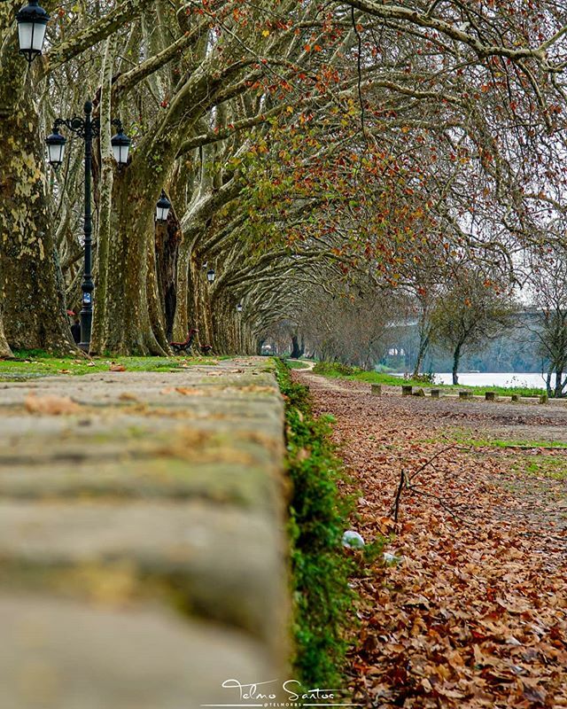 telmorbs's tweet photo. Riverfront...
___
Follow:
@telmorbs
https://t.co/NG8QzeIwwY
____________________________________________________
#autumn #fall #pontedelima
#goldenhour #creativephotography #bokehliciuos #nature #bokeh #trees
#Selp18105G #photooftheday #sonyimages #beal… https://t.co/NJxIAFTb8N https://t.co/wRw6cdhi3V