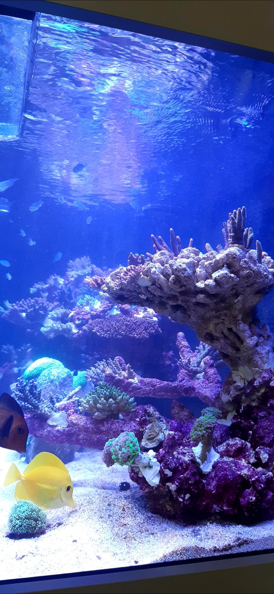 AquariumCurator's tweet photo. Recently I set up an ex situ coral spawning system at home with @aquaconnections to explore the possibilities of coral reproduction in a domestic setting. #CoralSpawningLab https://t.co/GvTrAsX9jl