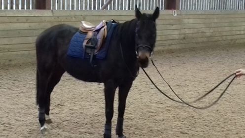 CannEquestrianC's tweet photo. Introducing Hazel! 🐎
Hazel is a #racehorse that is new to CEC. She has settled in incredibly well and is now working over poles. Keep an eye on her progression and be sure to say Hello to her on the yard 😊
#canningtonequestriancentre #studywithus #bringingoutyourbest https://t.co/NzycKol3Qw